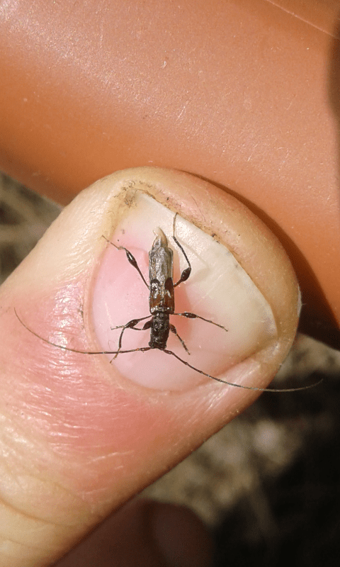 Cerambycidae: Molorchus minor